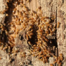 Termite Control Treatment